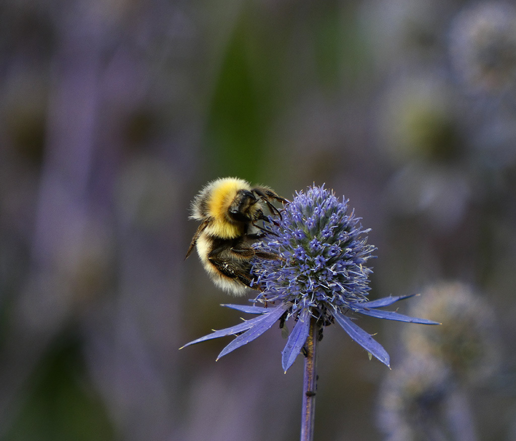 Click image for larger version

Name:	P1120348.jpg
Views:	47
Size:	239.9 KB
ID:	157920