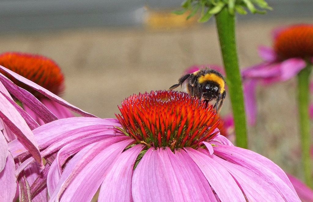 Click image for larger version

Name:	P1120405.jpg
Views:	58
Size:	250.3 KB
ID:	157925