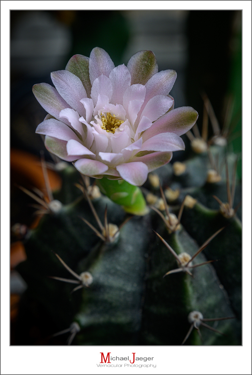 Click image for larger version

Name:	afternoon-blossom-6.jpg
Views:	61
Size:	398.3 KB
ID:	157976