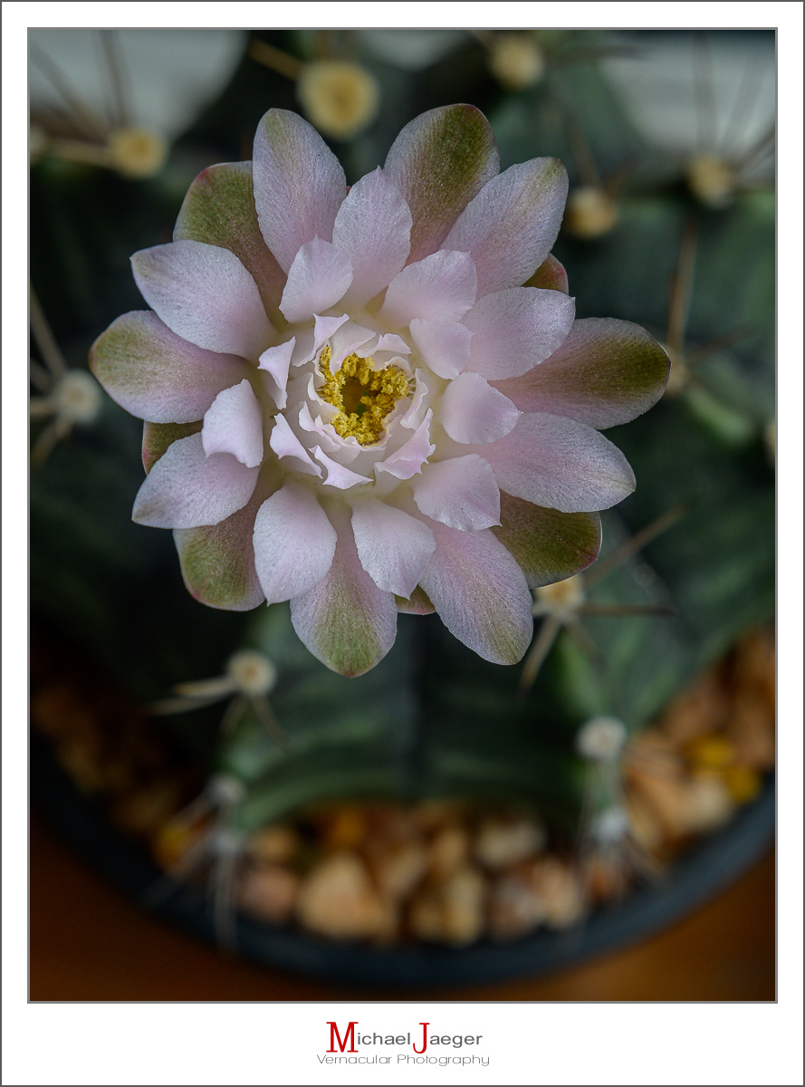 Click image for larger version

Name:	afternoon-blossom-8.jpg
Views:	65
Size:	489.4 KB
ID:	157977