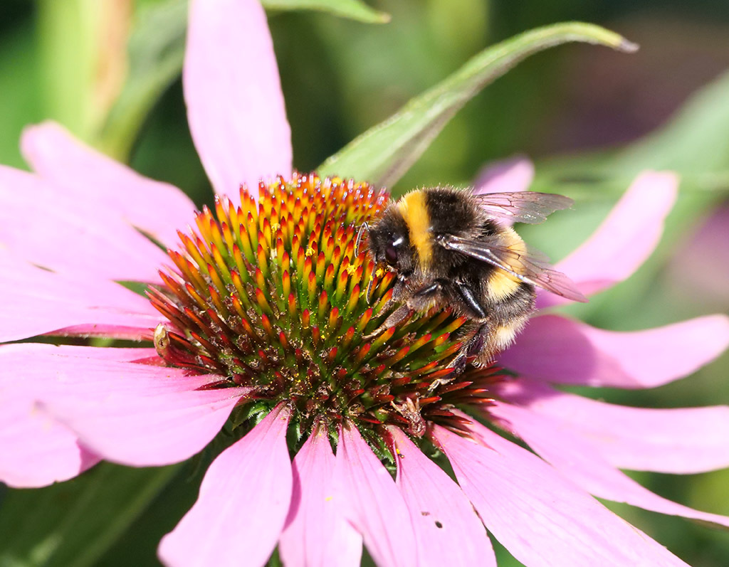 Click image for larger version

Name:	P1010127.jpg
Views:	72
Size:	250.4 KB
ID:	157989