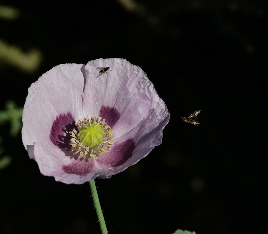 Click image for larger version

Name:	P1010156.jpg
Views:	75
Size:	130.8 KB
ID:	157992