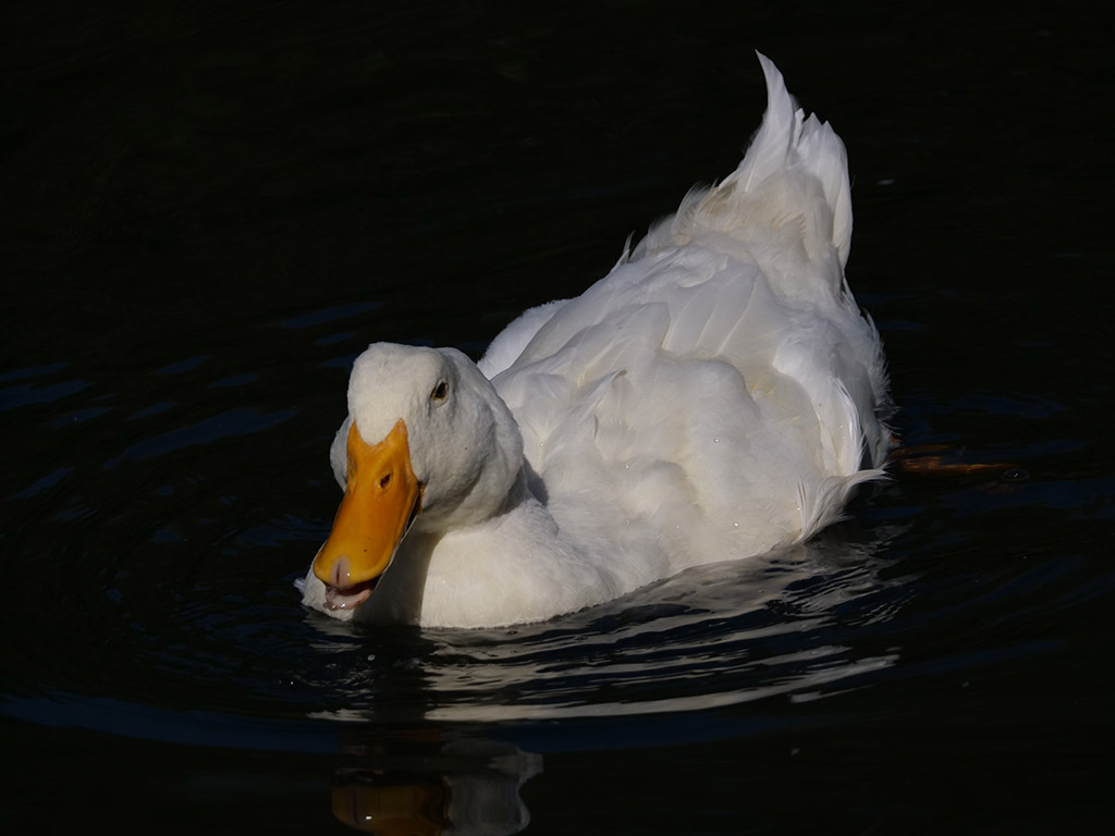 Click image for larger version

Name:	P1010170.jpg
Views:	69
Size:	115.1 KB
ID:	157994