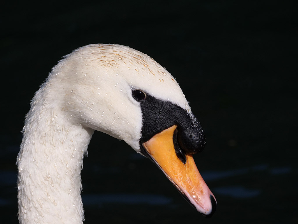 Click image for larger version

Name:	P1010163.jpg
Views:	73
Size:	139.2 KB
ID:	157995