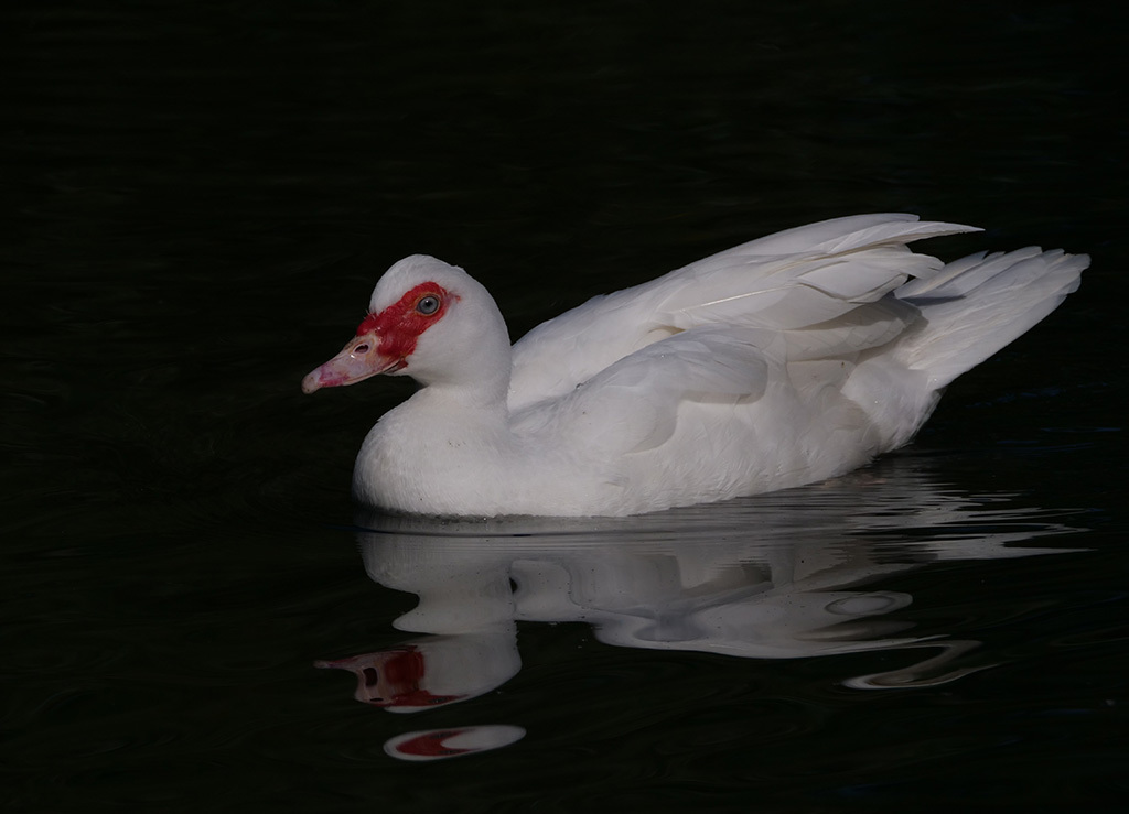 Click image for larger version

Name:	P1010169.jpg
Views:	69
Size:	128.9 KB
ID:	157996