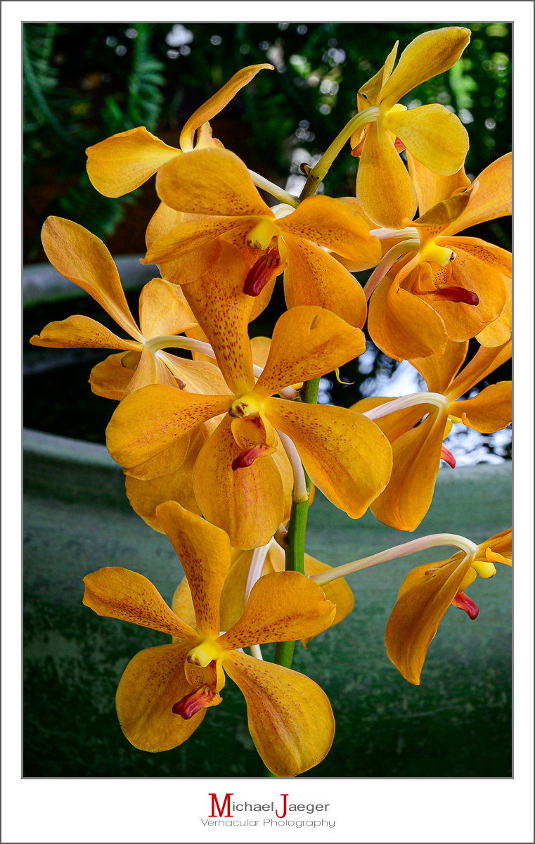 Click image for larger version

Name:	orange-1.jpg
Views:	78
Size:	716.5 KB
ID:	158016