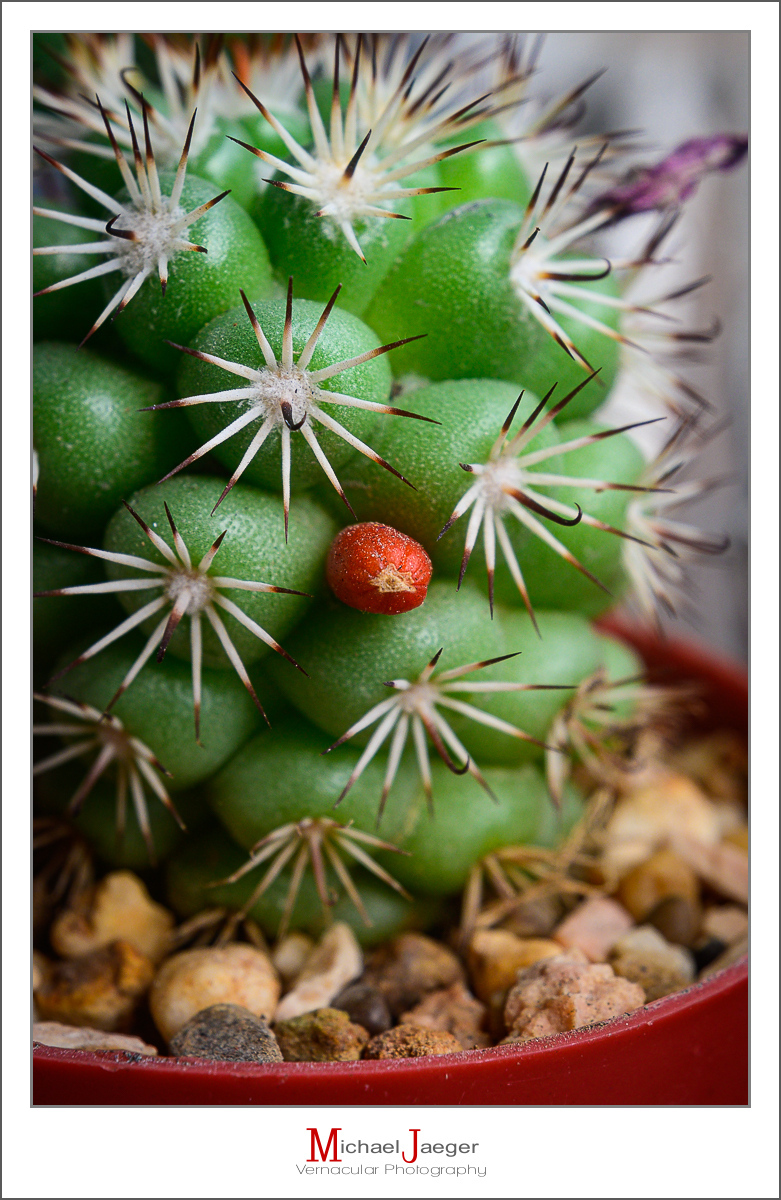 Click image for larger version

Name:	seed-3.jpg
Views:	59
Size:	619.6 KB
ID:	158031