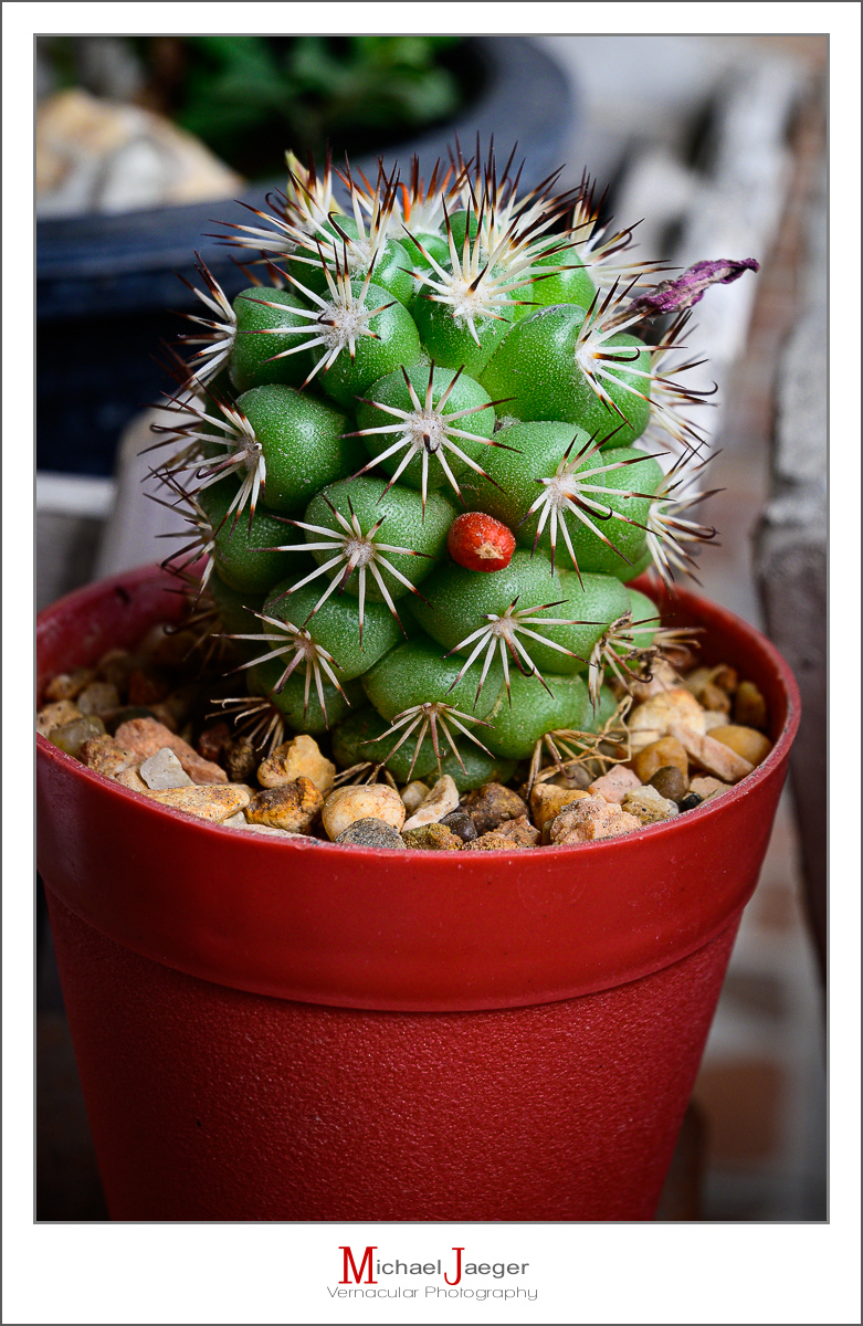 Click image for larger version

Name:	seed-2.jpg
Views:	56
Size:	679.9 KB
ID:	158032