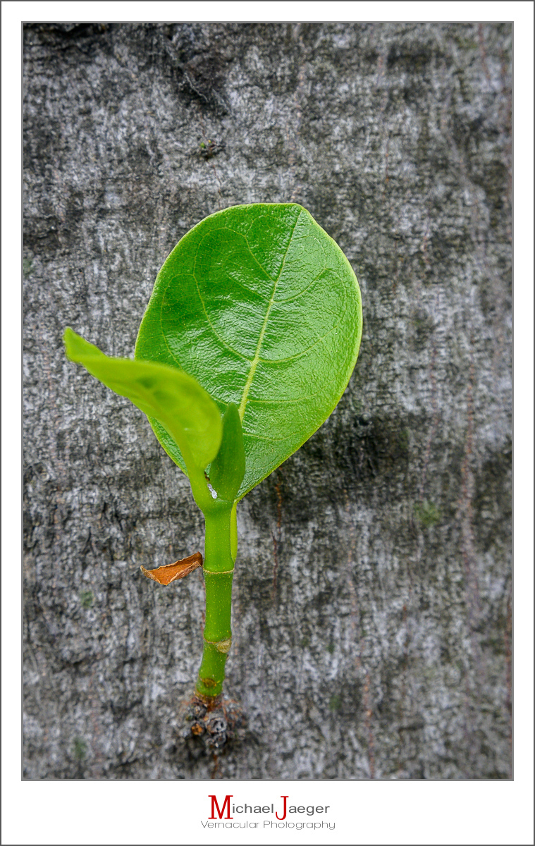 Click image for larger version

Name:	green-leaf-1.jpg
Views:	57
Size:	702.4 KB
ID:	158036