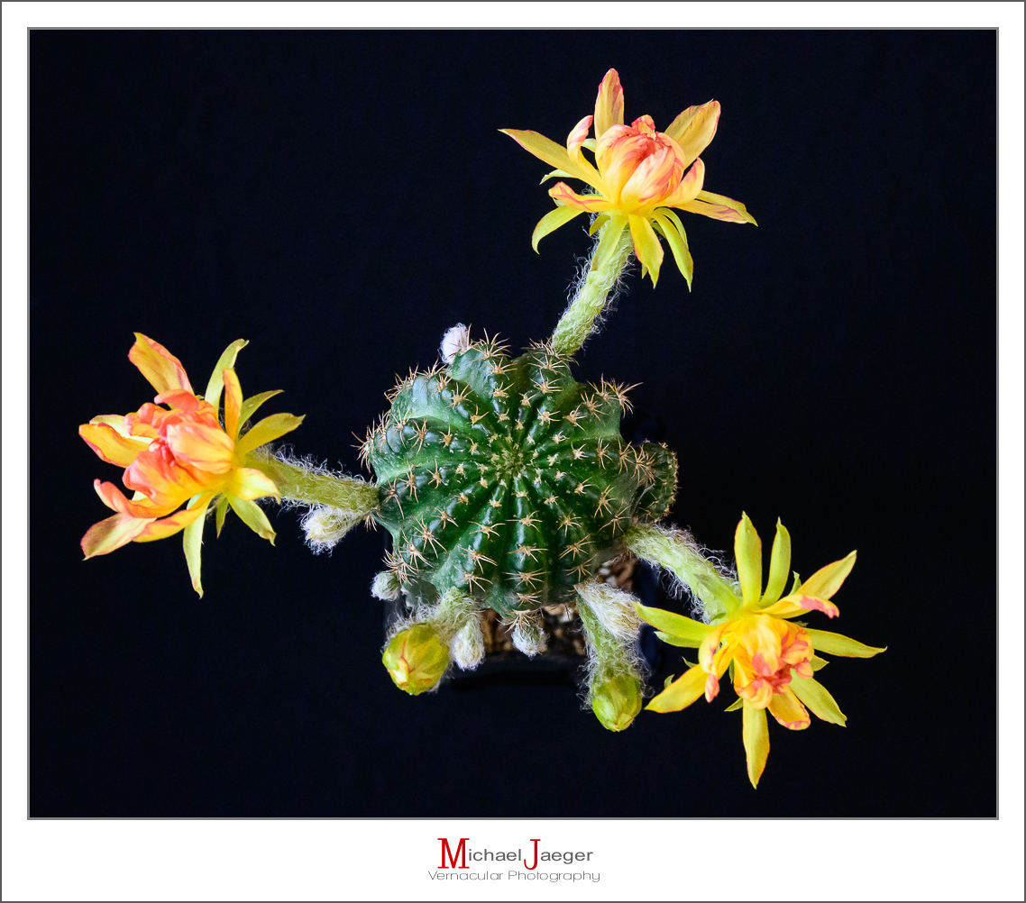 Click image for larger version

Name:	soon-1.jpg
Views:	71
Size:	597.1 KB
ID:	158038