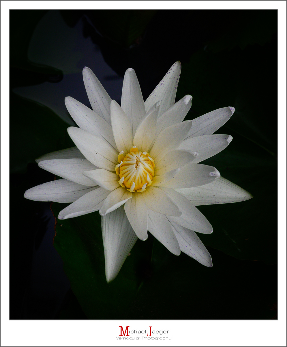 Click image for larger version

Name:	white-lotus-1.jpg
Views:	55
Size:	442.5 KB
ID:	158050
