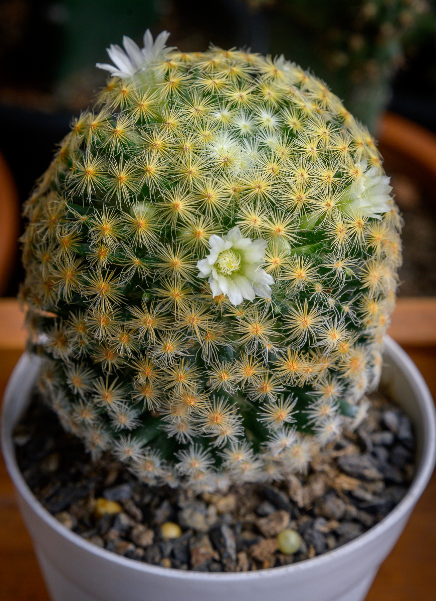 Click image for larger version

Name:	tiny-cactus-flower-2.jpg
Views:	68
Size:	1.22 MB
ID:	158075