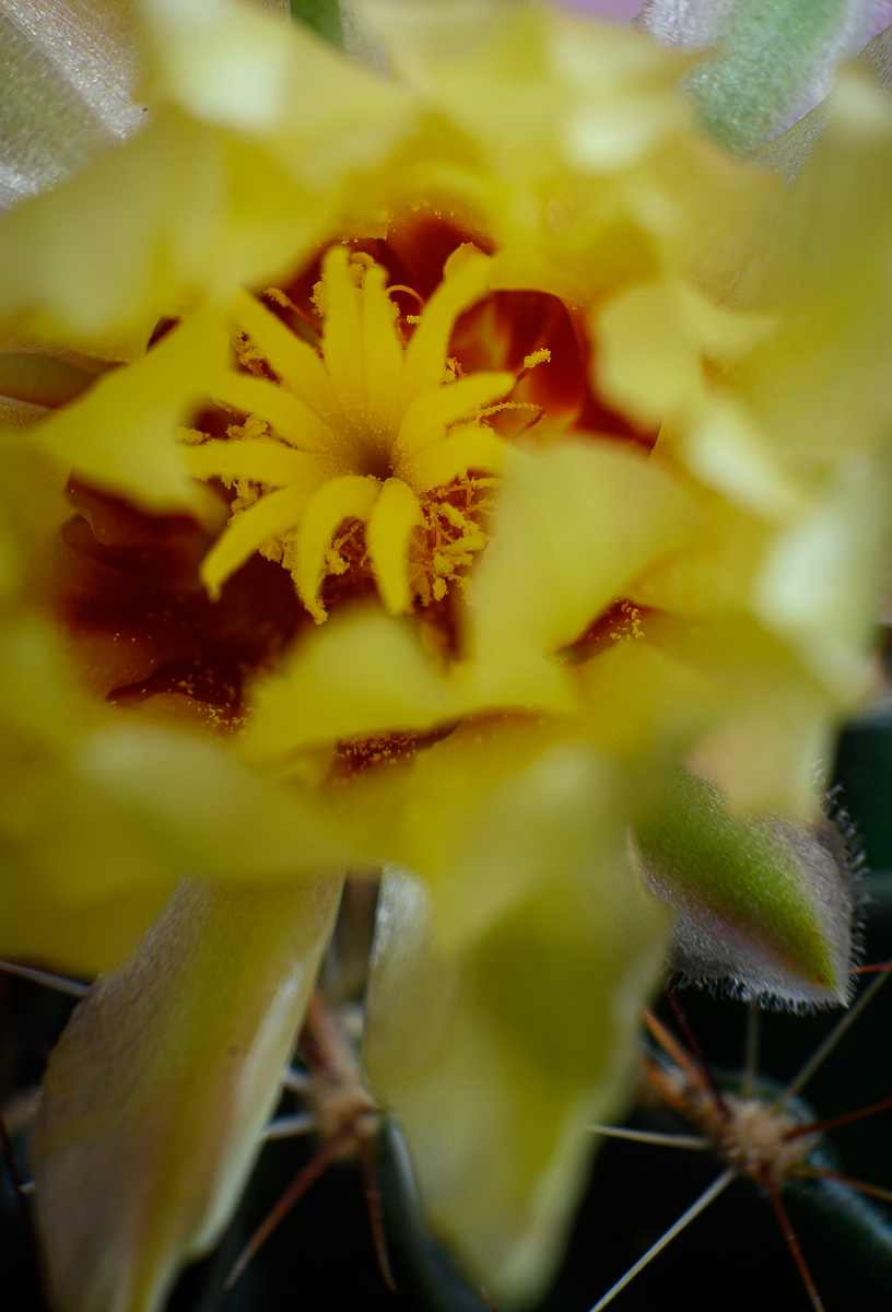 Click image for larger version

Name:	yellow-cactus-5.jpg
Views:	49
Size:	798.9 KB
ID:	158082