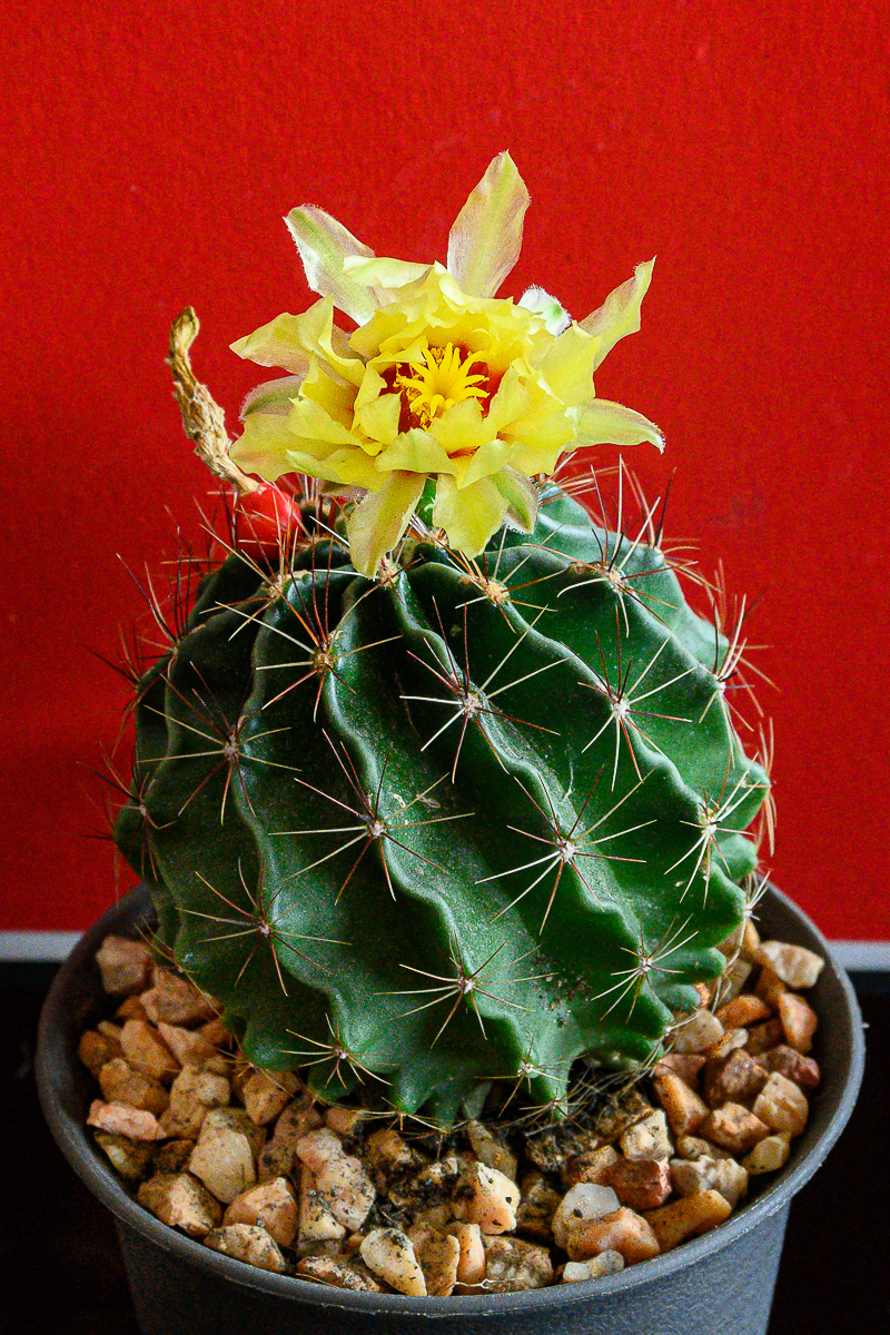 Click image for larger version

Name:	yellow-cactus-2.jpg
Views:	47
Size:	1.59 MB
ID:	158084
