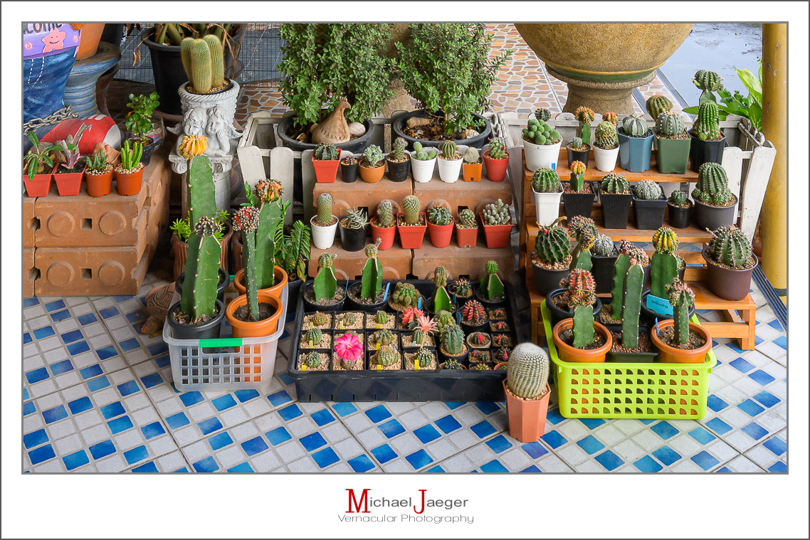 Click image for larger version

Name:	cactus-lots-1.jpg
Views:	79
Size:	846.6 KB
ID:	158119