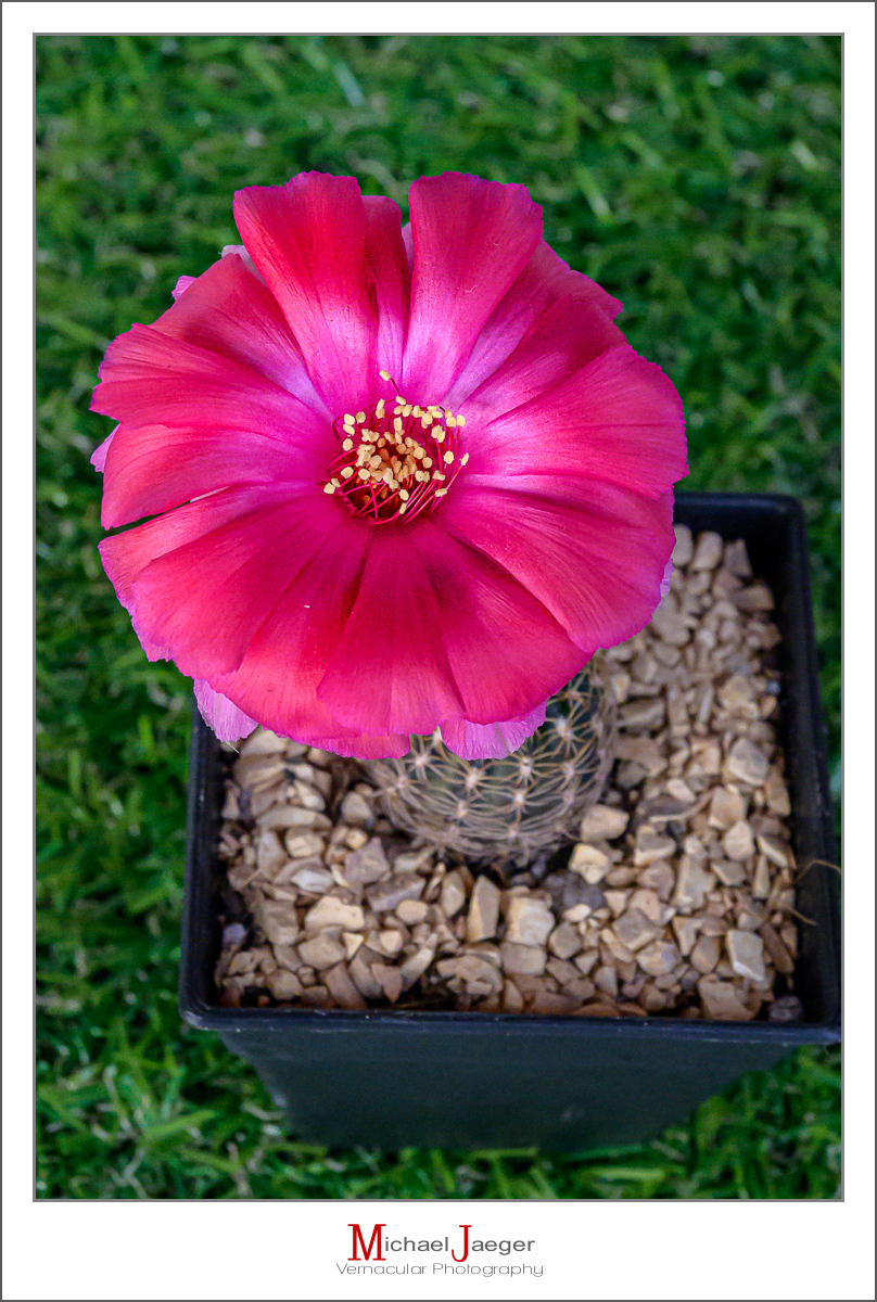 Click image for larger version

Name:	morning-cactus-tiny-2.jpg
Views:	75
Size:	859.9 KB
ID:	158121