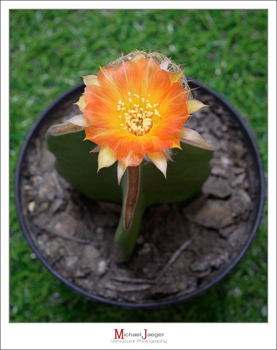 Click image for larger version

Name:	orange-blossom-cactus-1.jpg
Views:	49
Size:	495.3 KB
ID:	158128