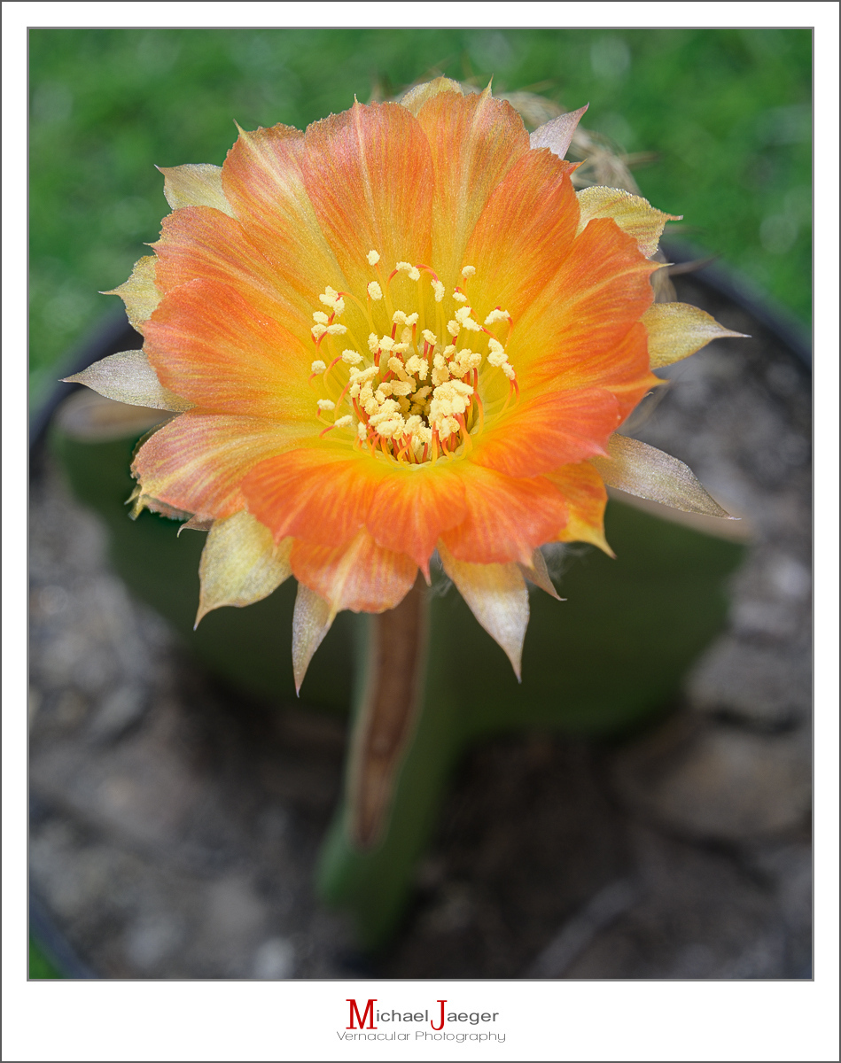 Click image for larger version

Name:	orange-blossom-cactus-3.jpg
Views:	45
Size:	535.1 KB
ID:	158129