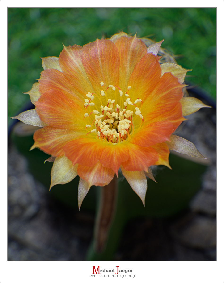 Click image for larger version

Name:	orange-blossom-cactus-2.jpg
Views:	48
Size:	530.4 KB
ID:	158130