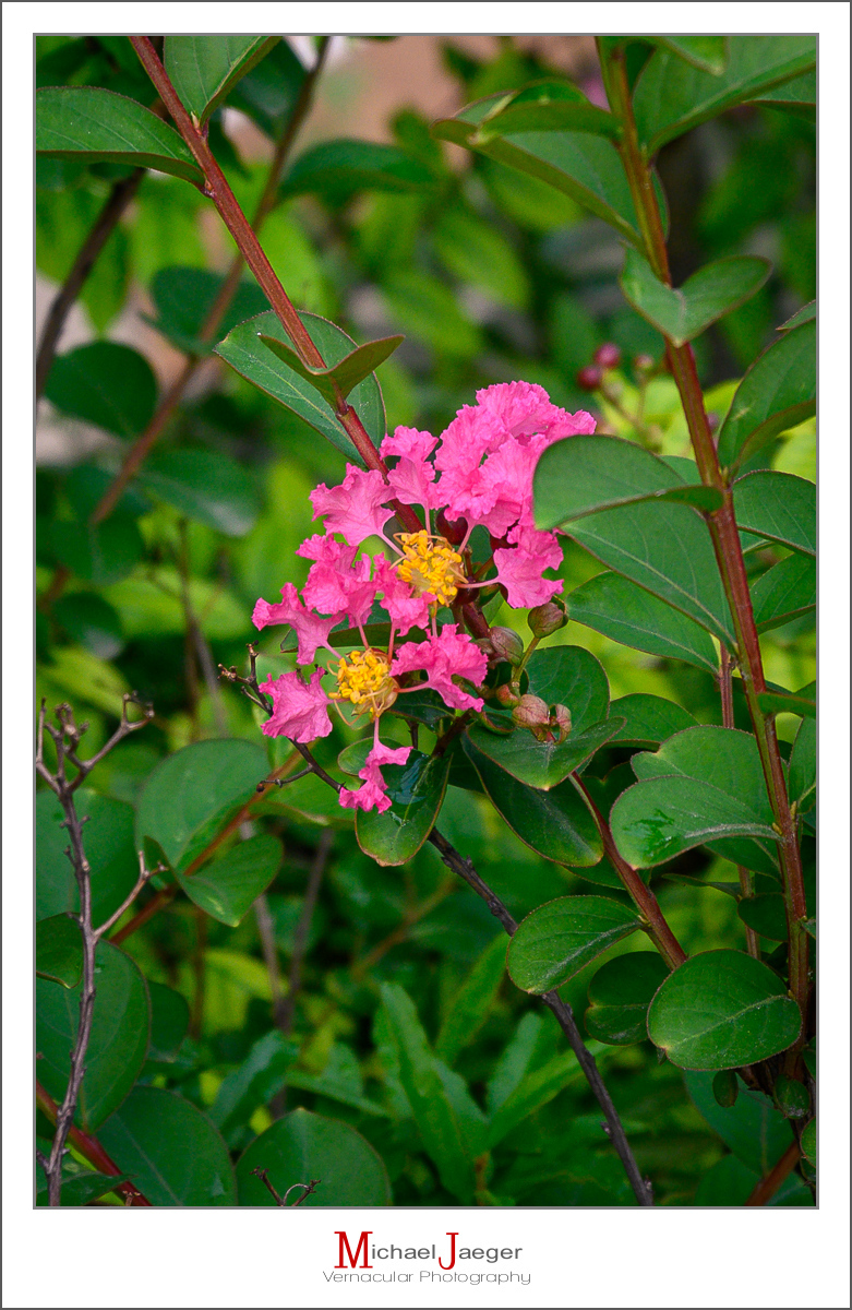 Click image for larger version

Name:	purple-pink-1.jpg
Views:	50
Size:	695.7 KB
ID:	158150