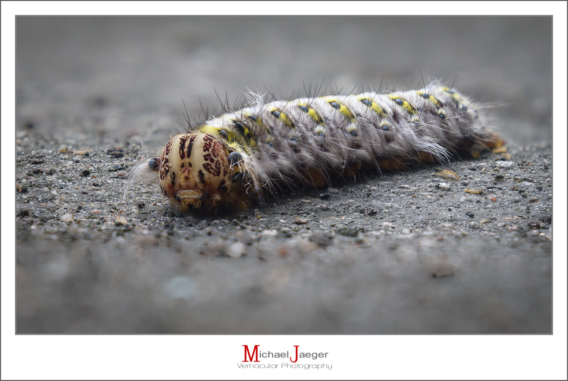 Click image for larger version

Name:	rau-1.jpg
Views:	46
Size:	529.5 KB
ID:	158159