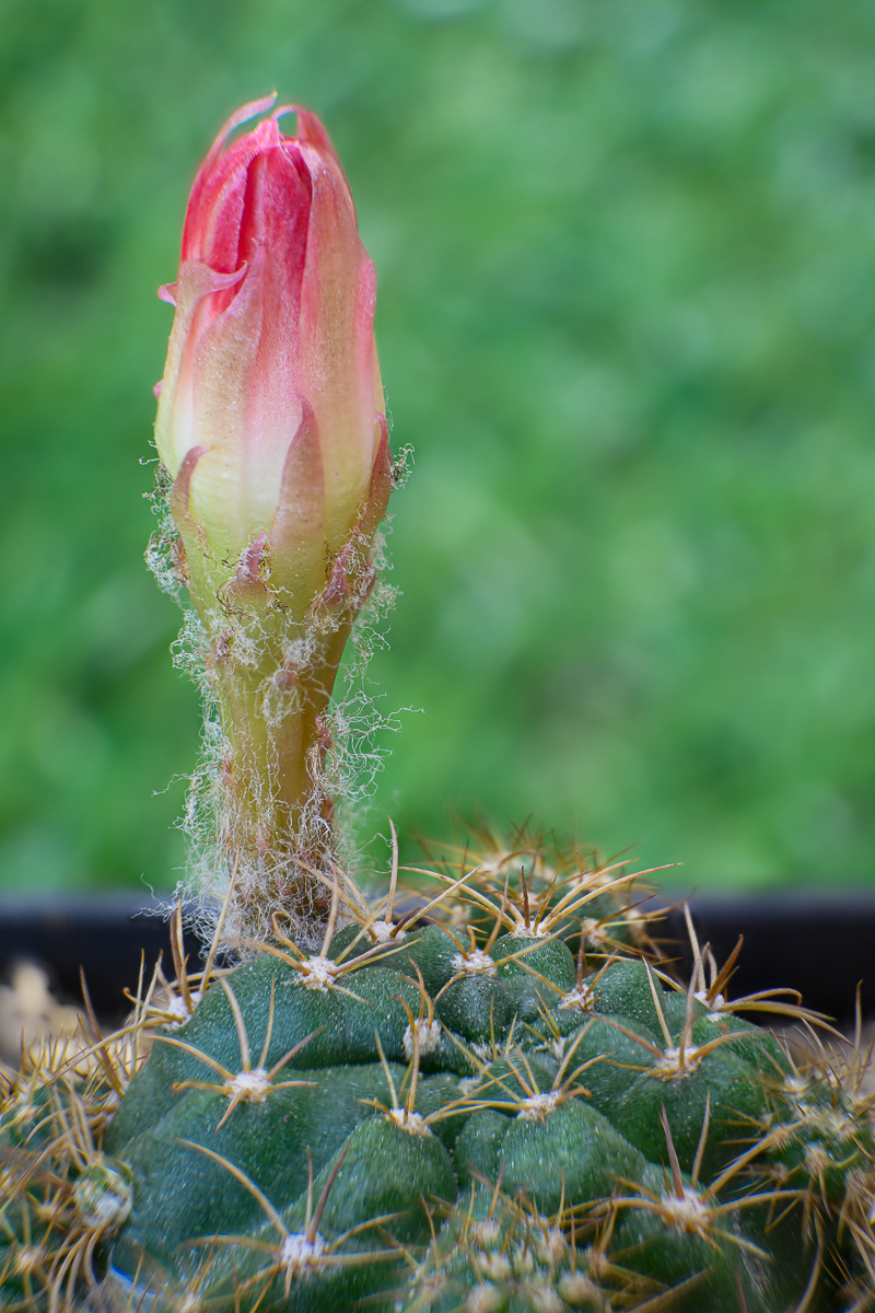 Click image for larger version

Name:	pinkish-purple-blossom-cactus.jpg
Views:	39
Size:	897.1 KB
ID:	158205