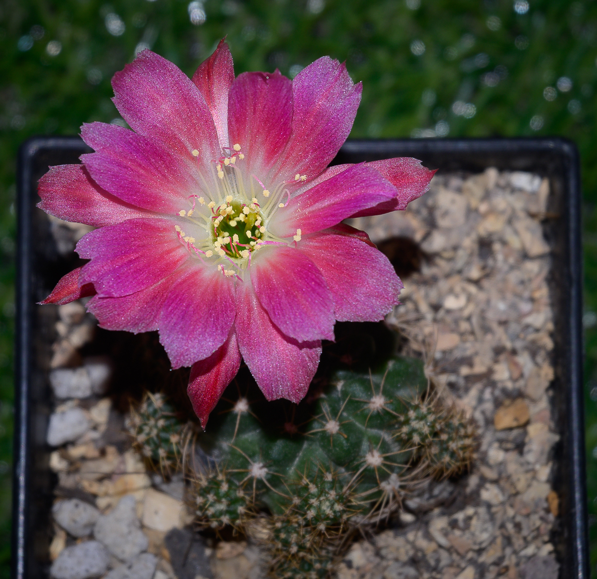 Click image for larger version

Name:	pinkish-purple-blossom-cactus-1.jpg
Views:	38
Size:	1.23 MB
ID:	158206