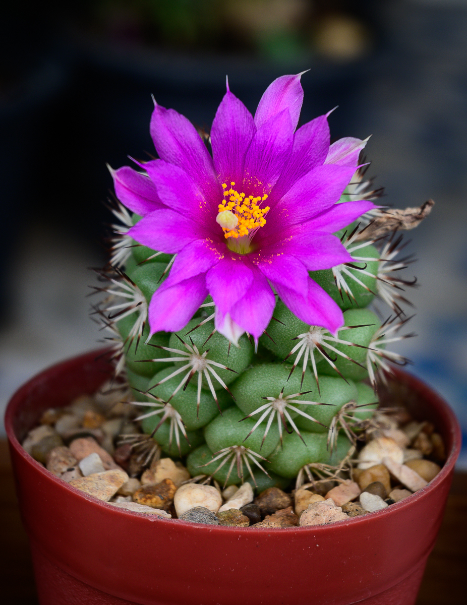 Click image for larger version

Name:	-purple-blossom-cactus-1.jpg
Views:	42
Size:	1.03 MB
ID:	158213
