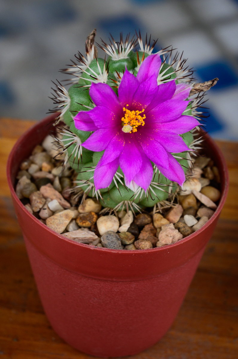 Click image for larger version

Name:	-purple-blossom-cactus-4.jpg
Views:	38
Size:	964.3 KB
ID:	158214