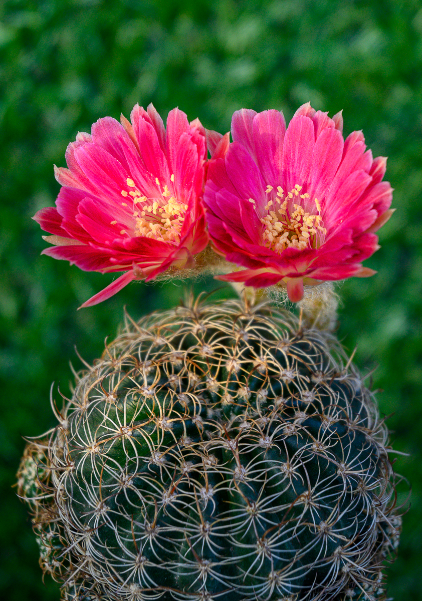 Click image for larger version

Name:	zwei-2-2.jpg
Views:	88
Size:	1.48 MB
ID:	158227