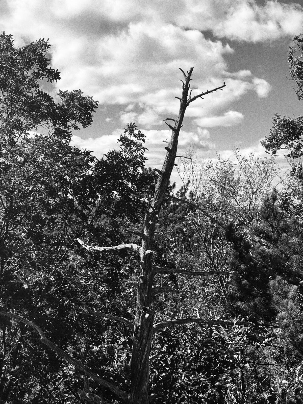 Click image for larger version

Name:	XPXJE7892.JPG
Views:	39
Size:	507.5 KB
ID:	158234