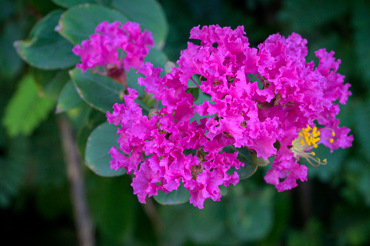 Click image for larger version

Name:	pinkgreen-1.jpg
Views:	88
Size:	1.17 MB
ID:	158240