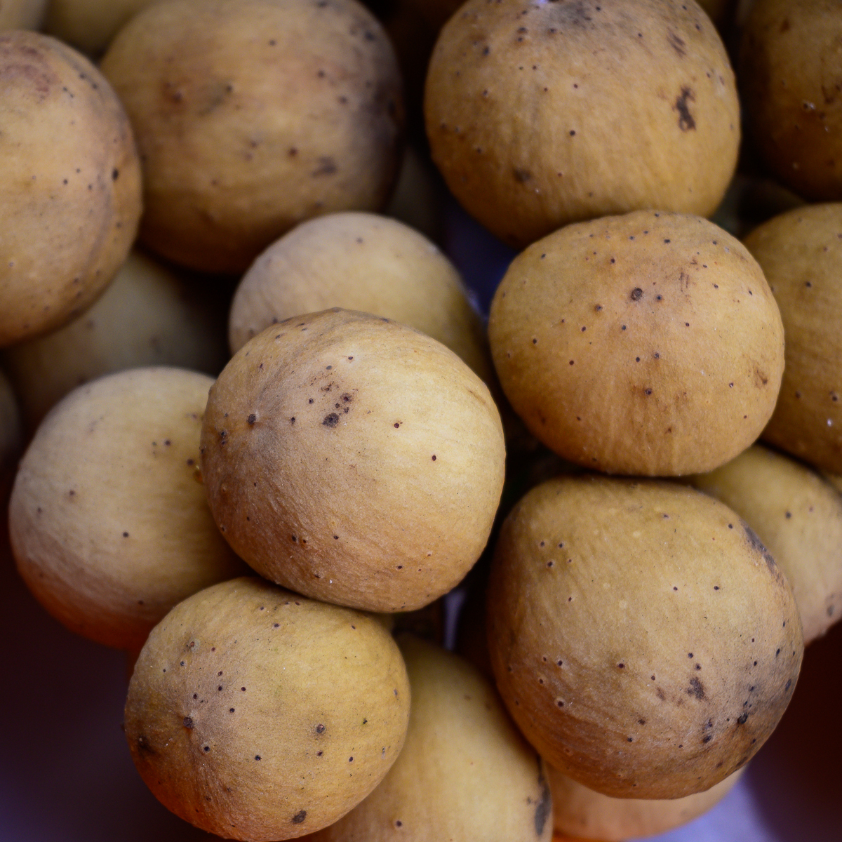 Click image for larger version

Name:	longan-1-2.jpg
Views:	82
Size:	1.31 MB
ID:	158312