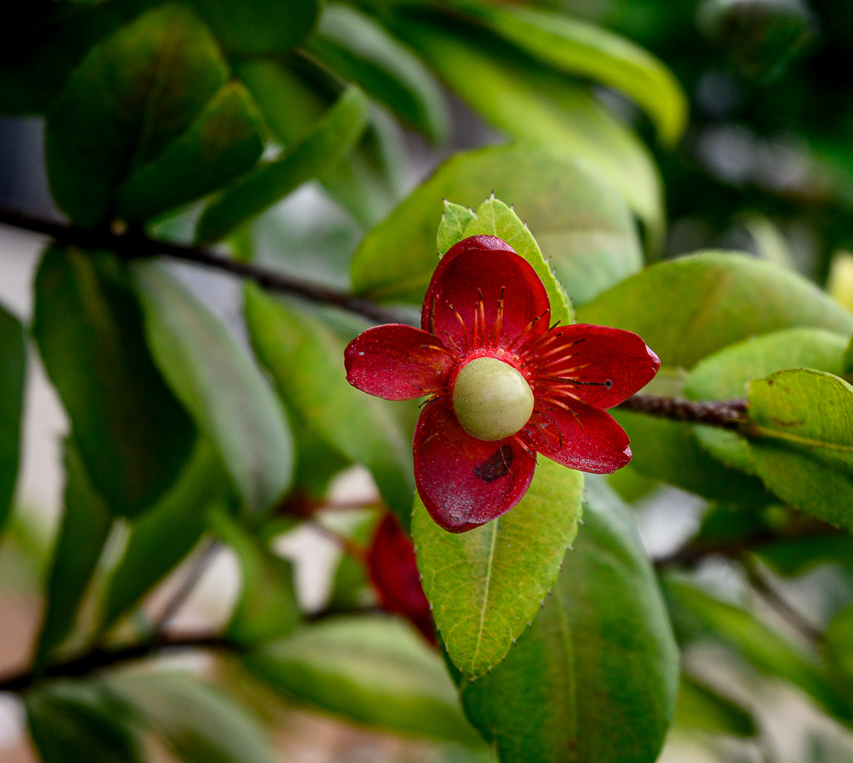 Click image for larger version

Name:	red-1.jpg
Views:	84
Size:	1.22 MB
ID:	158325