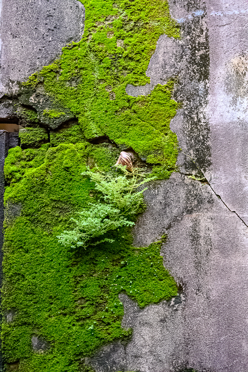 Click image for larger version

Name:	snail-4.jpg
Views:	61
Size:	1.86 MB
ID:	158352