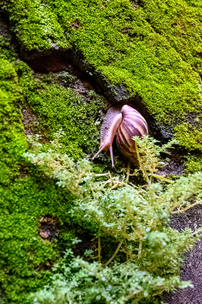 Click image for larger version

Name:	snail-3.jpg
Views:	67
Size:	1.70 MB
ID:	158353