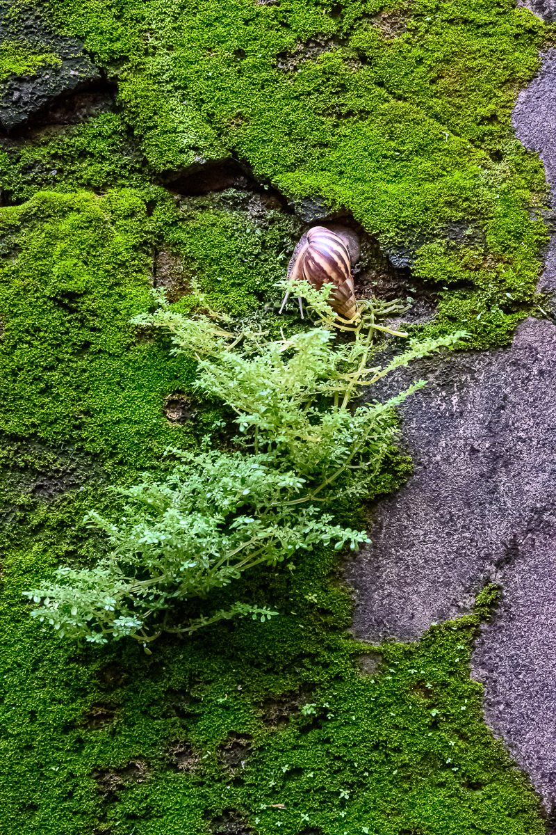 Click image for larger version

Name:	snail-1.jpg
Views:	66
Size:	1.97 MB
ID:	158355