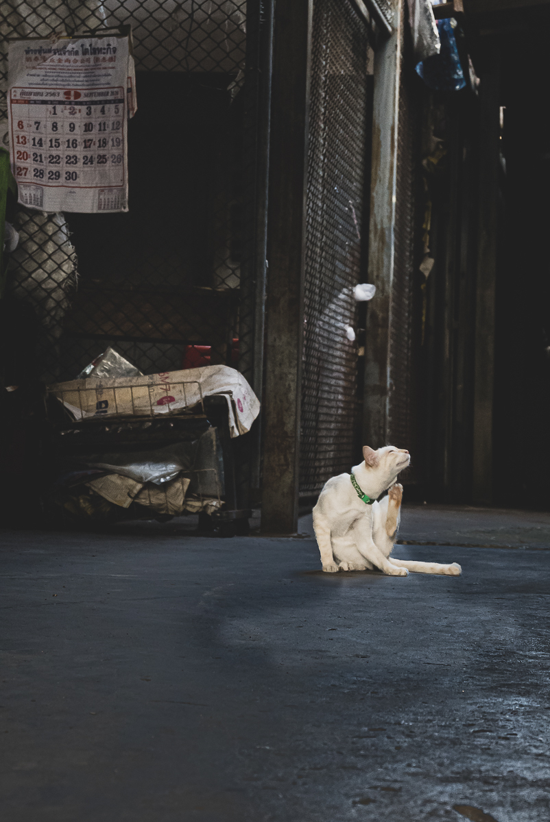 Click image for larger version

Name:	cat-2.jpg
Views:	60
Size:	561.3 KB
ID:	158374