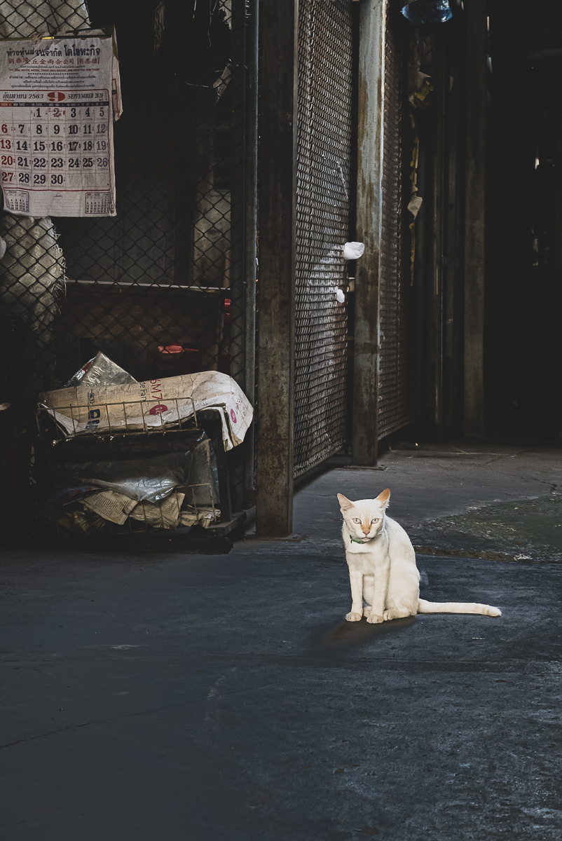 Click image for larger version

Name:	cat-1.jpg
Views:	54
Size:	718.1 KB
ID:	158375