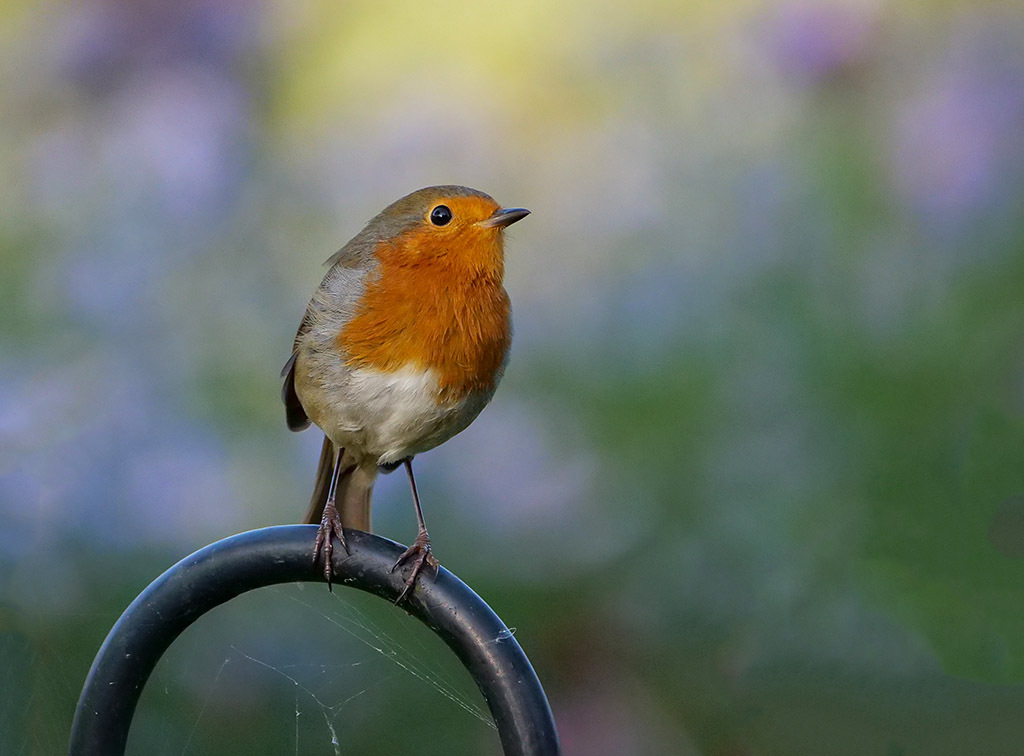 Click image for larger version

Name:	P1010585.jpg
Views:	56
Size:	147.8 KB
ID:	158385