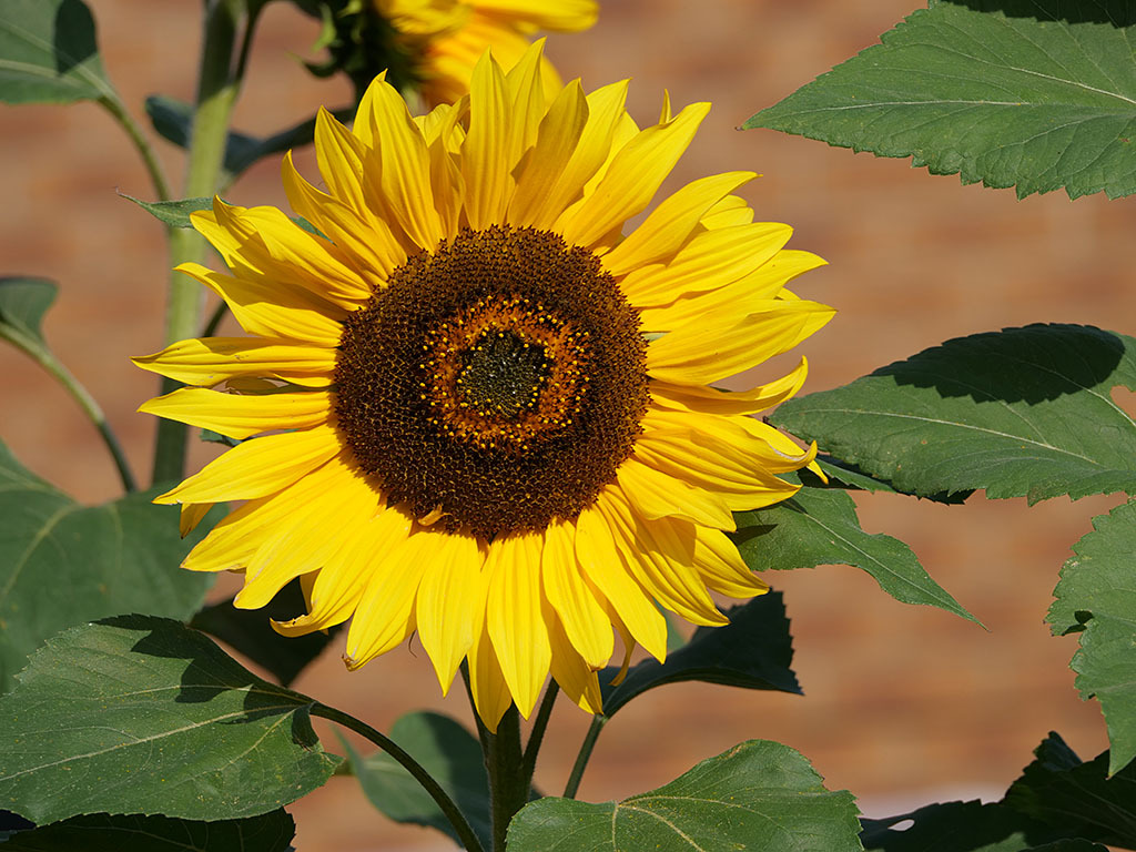 Click image for larger version

Name:	P1010729.jpg
Views:	42
Size:	270.9 KB
ID:	158387