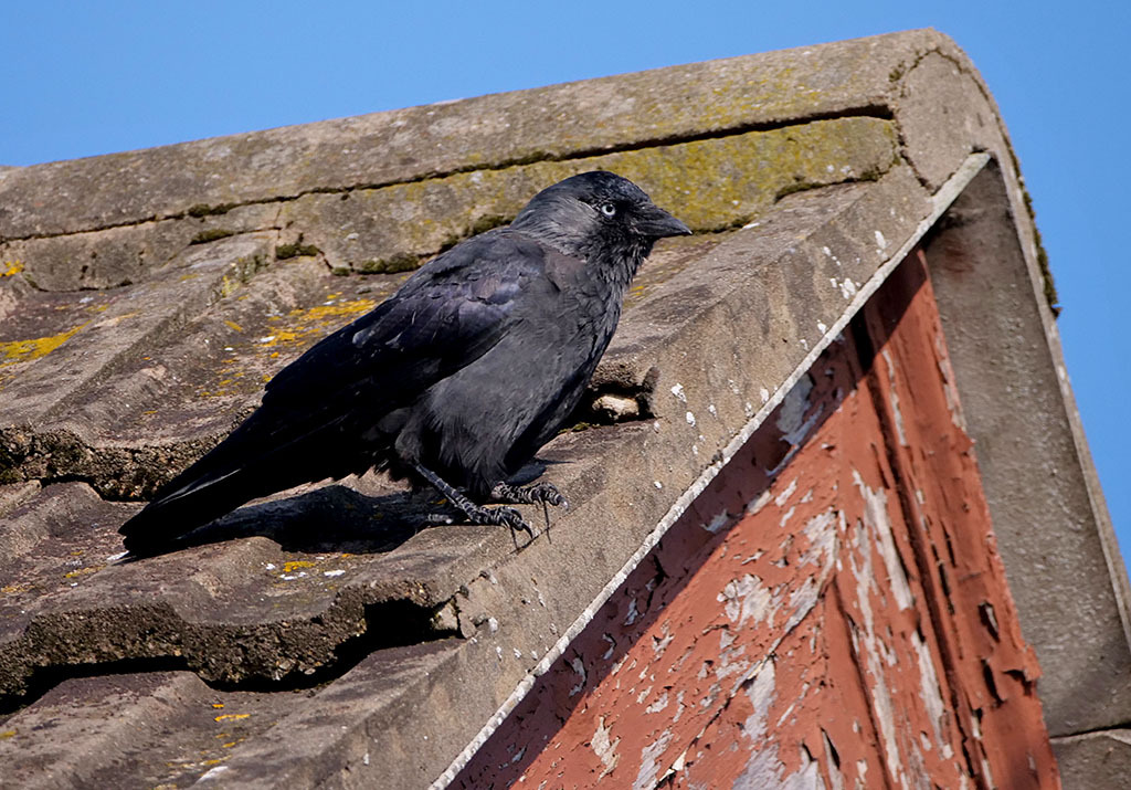 Click image for larger version

Name:	P1010708.jpg
Views:	50
Size:	273.6 KB
ID:	158388