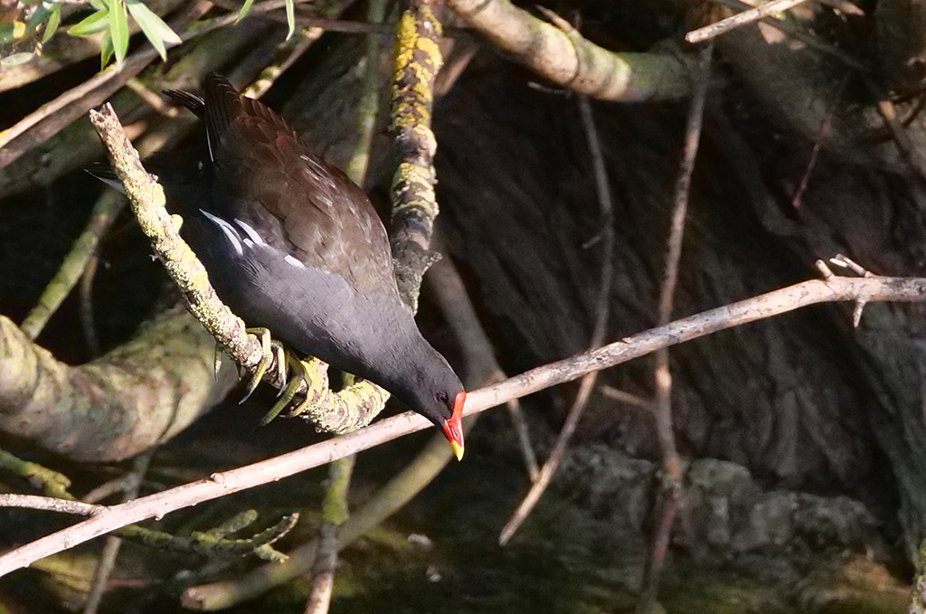 Click image for larger version

Name:	P1010593.jpg
Views:	38
Size:	241.2 KB
ID:	158390