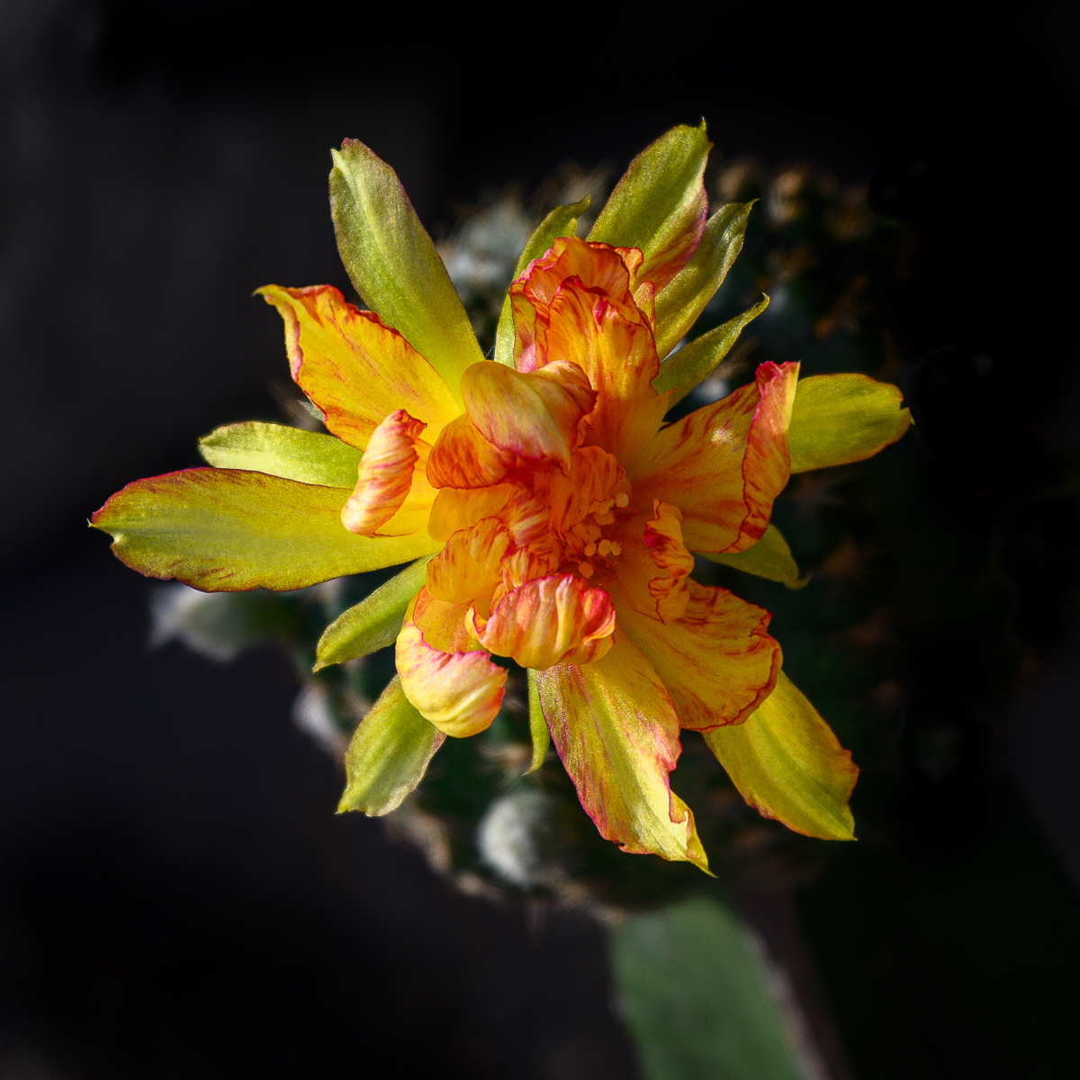 Click image for larger version

Name:	bunt-1-4.jpg
Views:	100
Size:	990.8 KB
ID:	158397