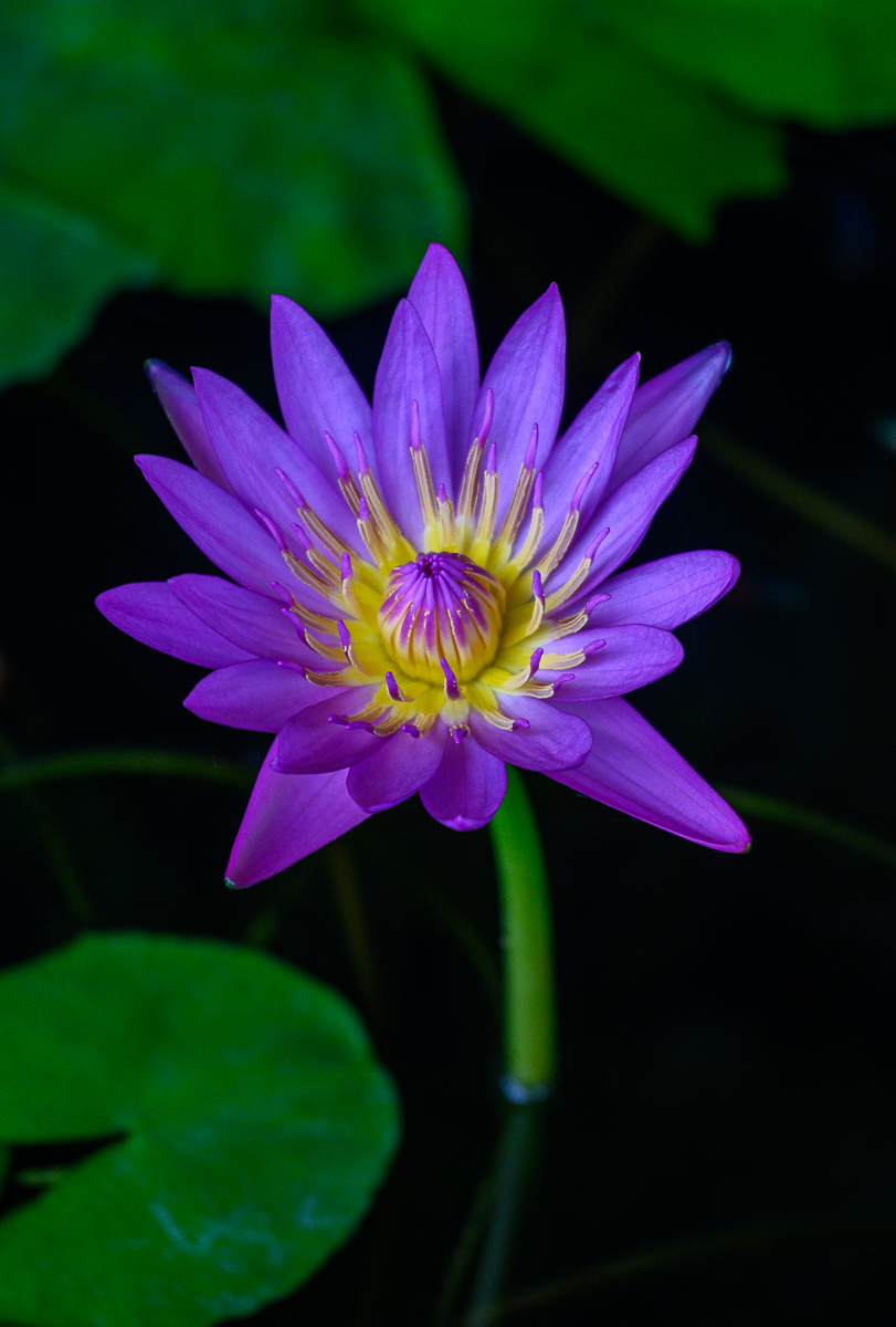 Click image for larger version

Name:	violet-2.jpg
Views:	72
Size:	793.5 KB
ID:	158419