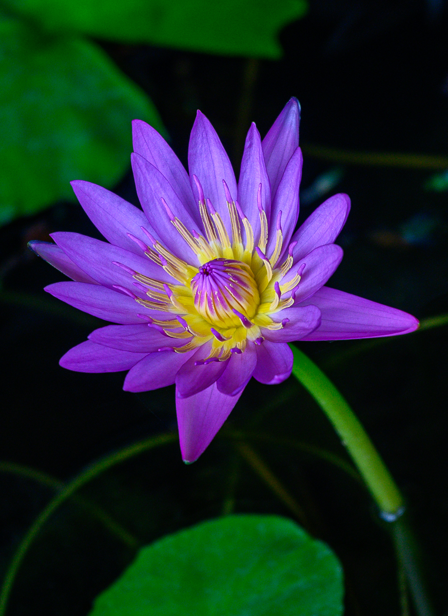 Click image for larger version

Name:	violet-1.jpg
Views:	112
Size:	998.1 KB
ID:	158420