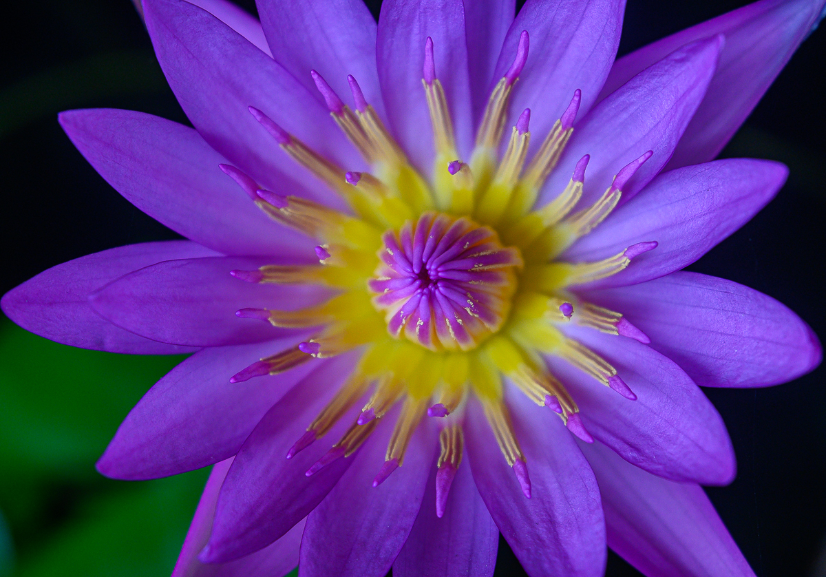 Click image for larger version

Name:	violet-4.jpg
Views:	86
Size:	987.3 KB
ID:	158421