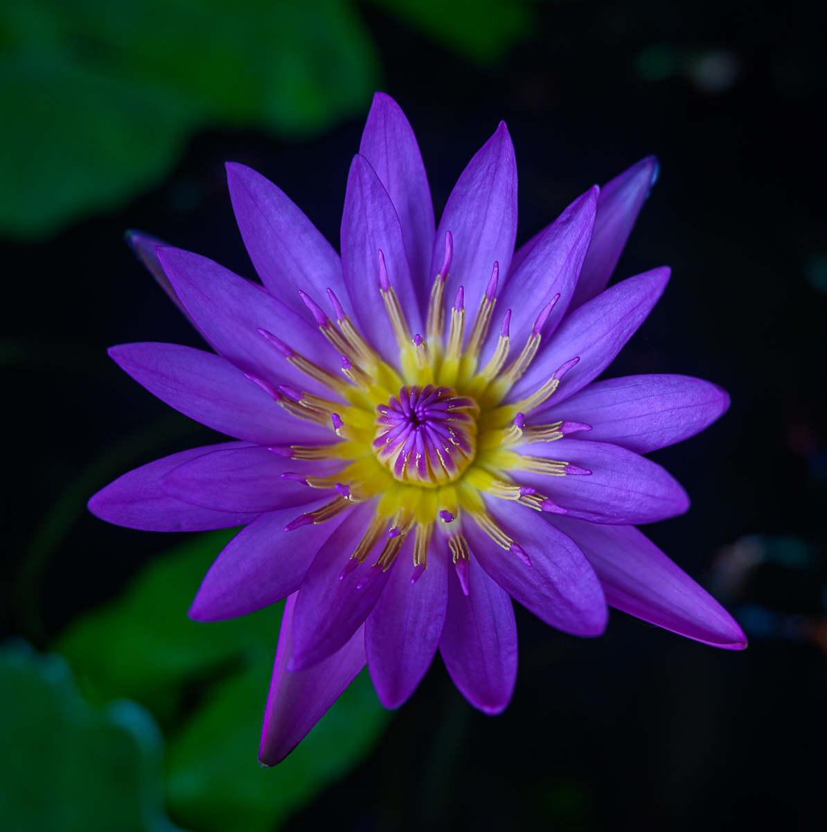 Click image for larger version

Name:	violet-3.jpg
Views:	103
Size:	1,023.0 KB
ID:	158422