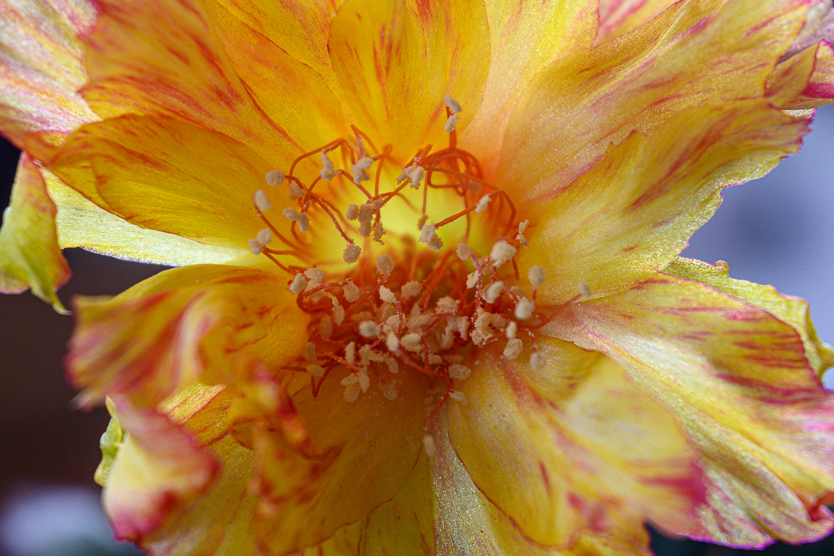 Click image for larger version

Name:	orange-2.jpg
Views:	63
Size:	1.32 MB
ID:	158436