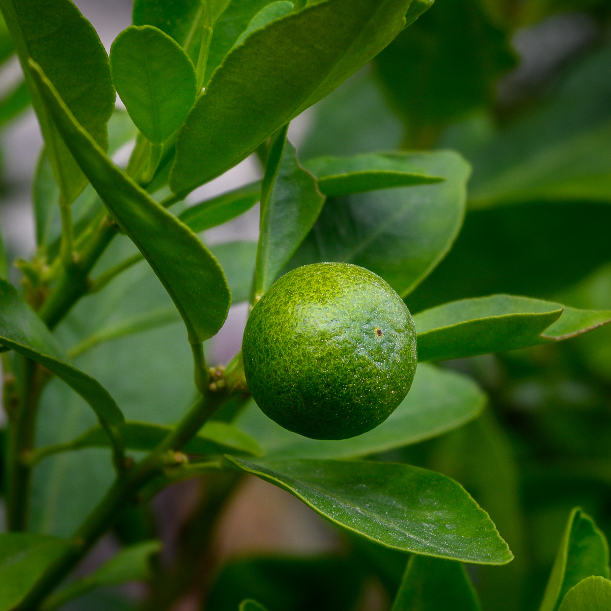 Click image for larger version

Name:	green-2.jpg
Views:	50
Size:	1.13 MB
ID:	158447